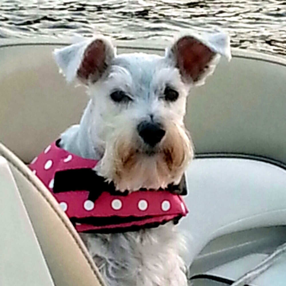 White Schnauzer